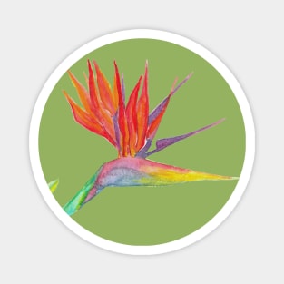 Bird of Paradise Magnet